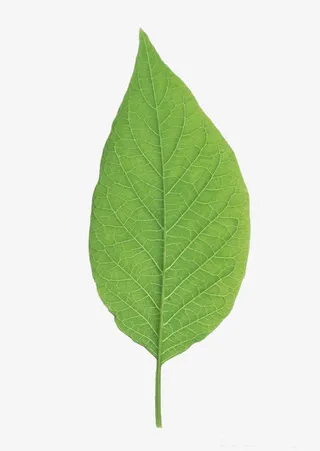 翠绿的脉络清晰的叶片免抠