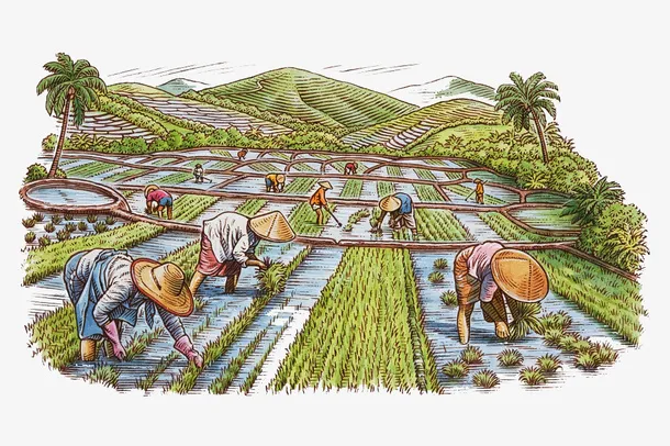 水彩插图农地种植水稻插秧插画免抠
