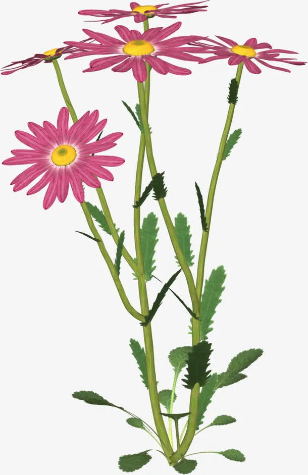 小野花免抠