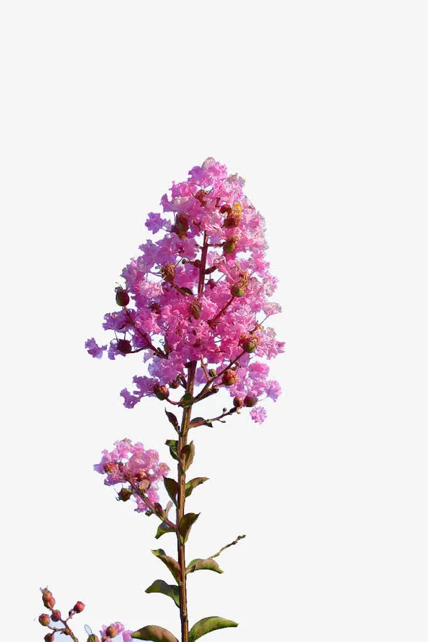 紫薇花红色免抠