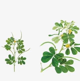 决明子素材免抠