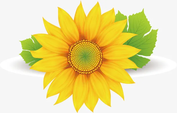 花瓣免抠