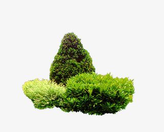 绿色树树枝免抠