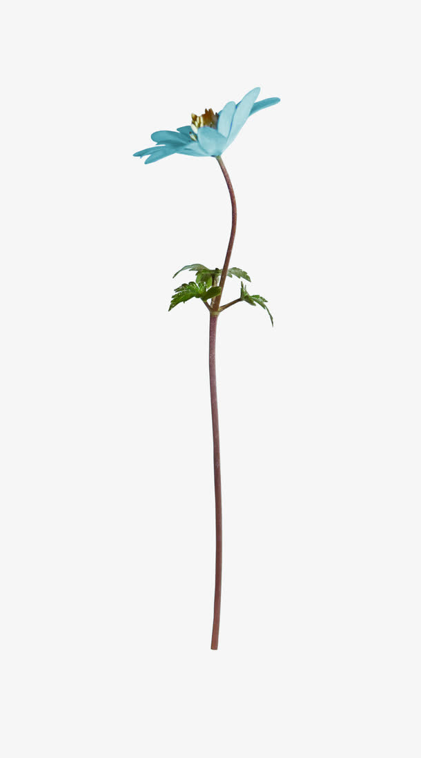 花朵免抠