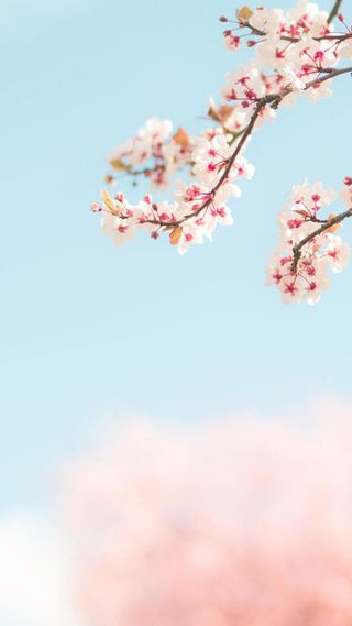 小清新桃花手机端H5背景高清