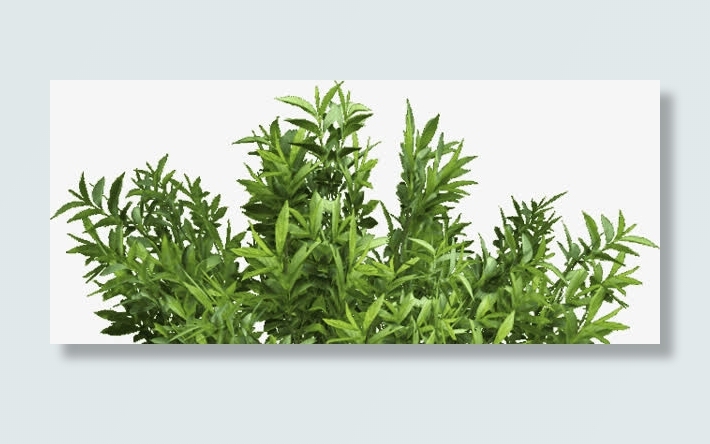 植物绿色叶子png素材免抠