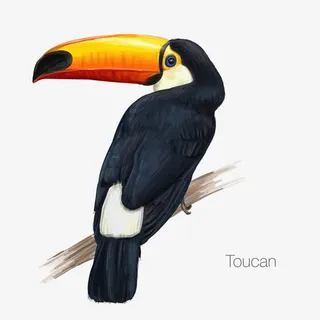 矢量Toucan免抠