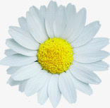 白色花瓣菊花舞台灯光免抠