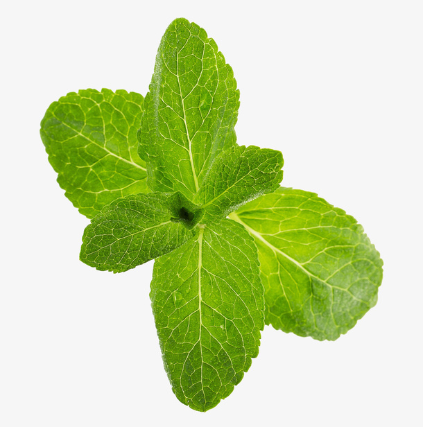 新鲜薄荷免抠