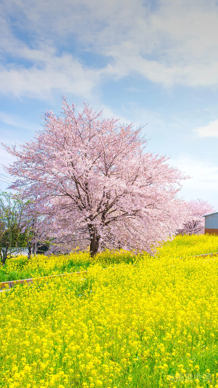 樱花油菜花地背景高清