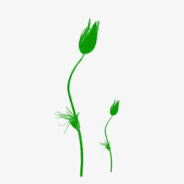 花，花瓣，花朵65免抠