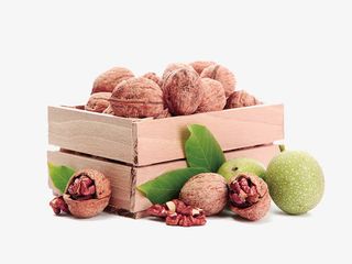 山核桃坚果免抠PNG图片免抠