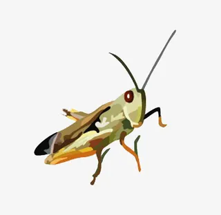 手绘昆虫蝗虫免抠