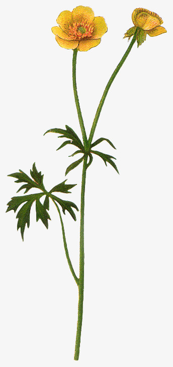 背景素材手绘花朵