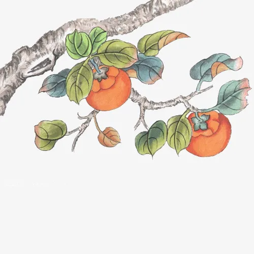 枝干上的柿子手绘图免抠