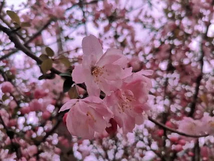 春天唯美小清新花卉免抠 春天唯美小清新花卉免抠