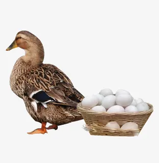 鸭子鸭蛋免抠装饰动物元素