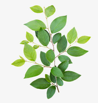 绿色枝叶免抠