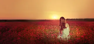 唯美花海背景图高清