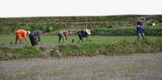 正在插秧的农民免抠