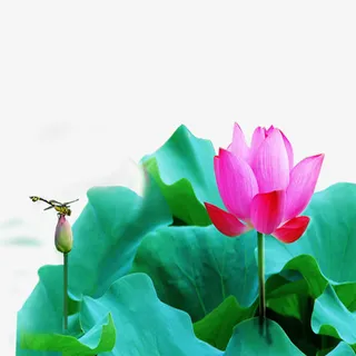 荷塘里的荷花免抠