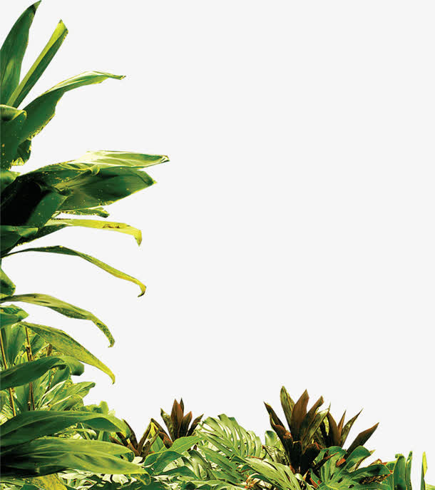 自然唯美植物春天免抠