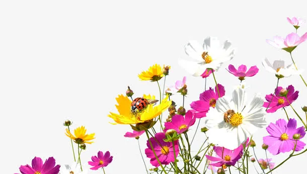 紫色小花免抠