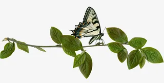 美丽树叶树枝蝴蝶动物免抠