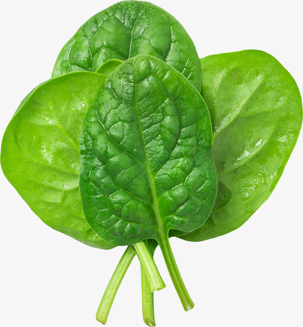 新鲜菠菜叶免抠