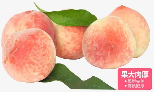 新鲜水蜜桃免抠