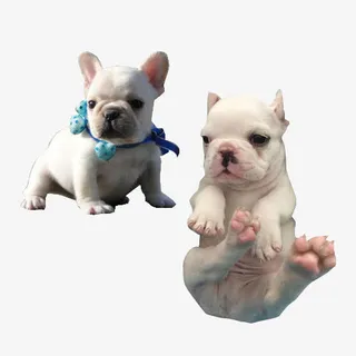 斗牛犬宝贝免抠