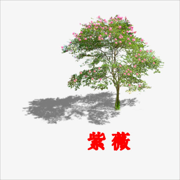 紫薇免抠