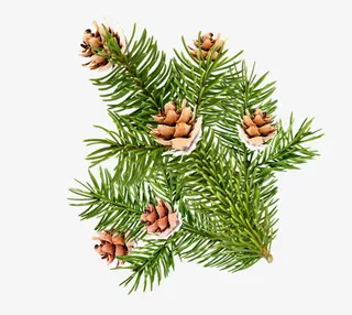 松塔松果松针松枝免抠