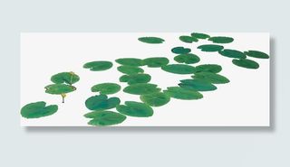 蓝色荷花 叶子 水藻叶子 png素材免抠