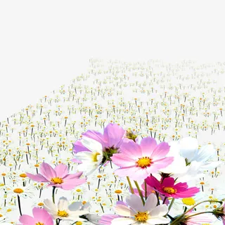 春天的野百合免抠