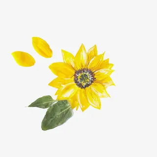 向日葵水彩画免抠 向日葵水彩画免抠