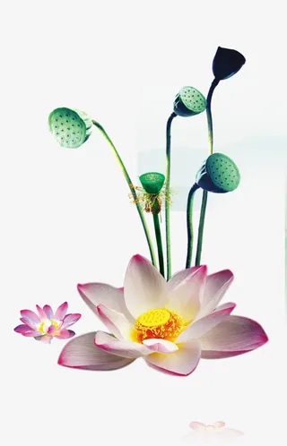 绿色莲藕植物水墨免抠