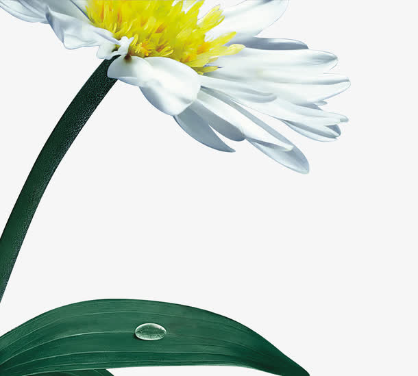 野菊花免抠