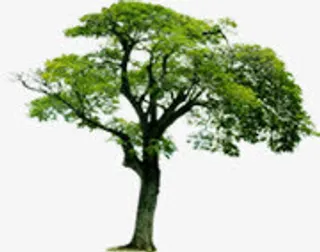 绿色树木唯美春天风景免抠
