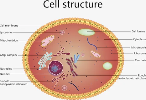 彩色细胞核结构免抠