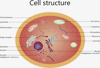 彩色细胞核结构免抠