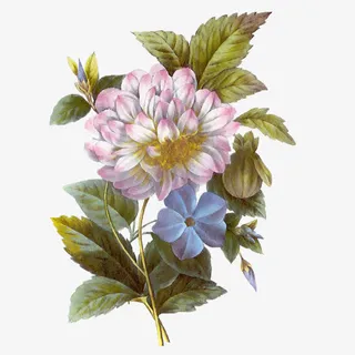 花朵素材花束图片 一枝花免抠