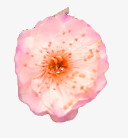 梅花 风色  花瓣免抠