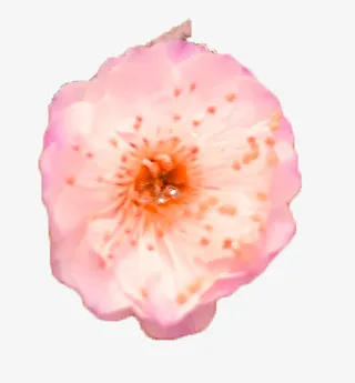 梅花 风色  花瓣免抠