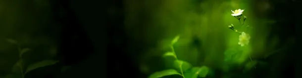 绿色花朵背景banner