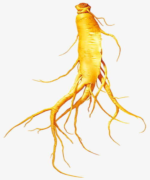 古法 人参 中药免抠