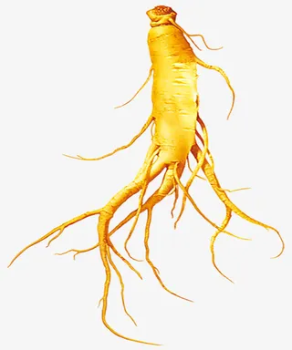 古法 人参 中药免抠