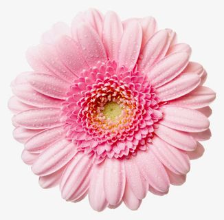 盛开的粉色花朵元素免抠 盛开的粉色花朵元素免抠