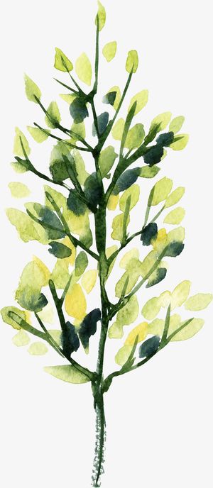 水彩绿色盆栽树枝叶片免抠