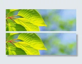 树叶背景